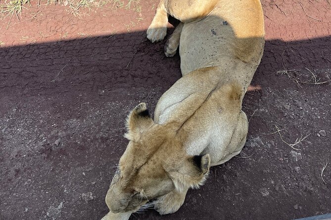 3 Day tour Tarangire, Ngorongoro crater & Lake Manyara - Who should book this safari