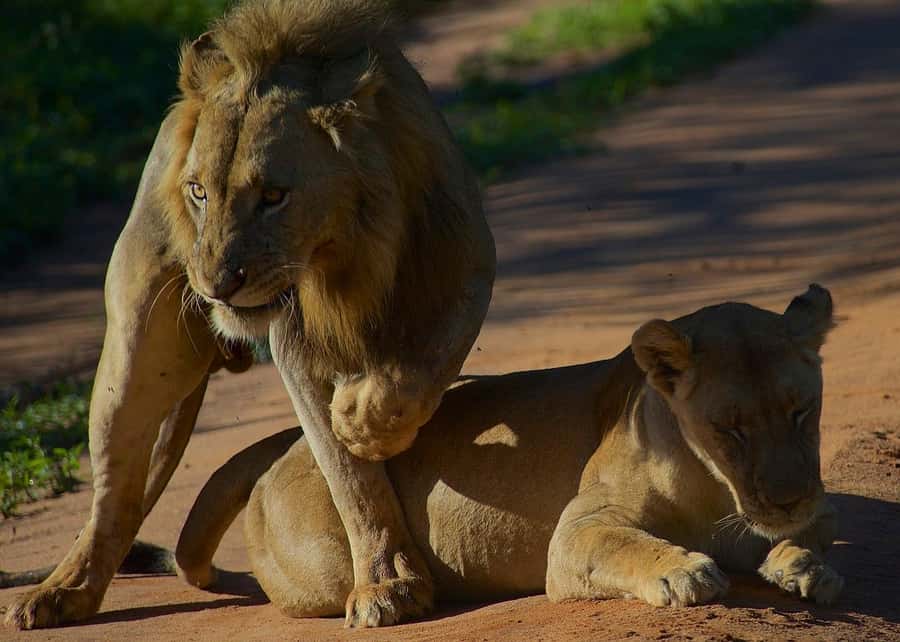 3-day unforgettable memories from Dar-es-Salaam to Mikumi NP - Key Points at a Glance