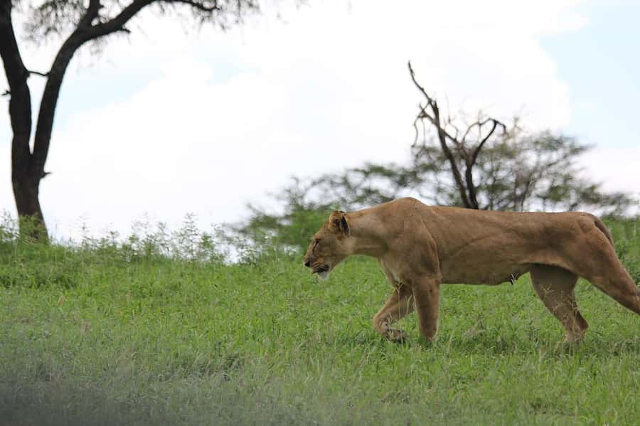 3-day unforgettable memories from Dar-es-Salaam to Mikumi NP - The Open Jeep Makes Day Two Special