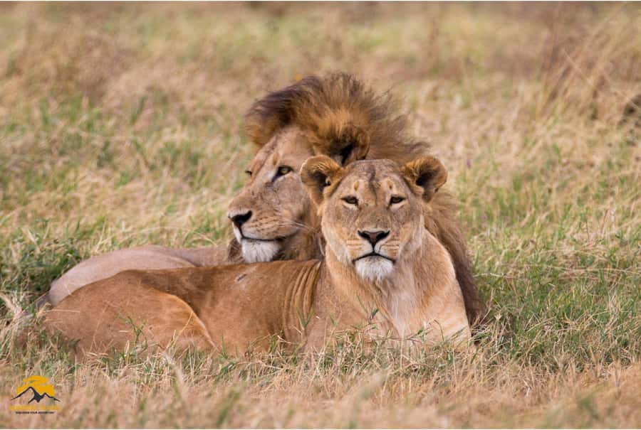 3-Day Wildlife Wonder! Lake Manyara & Ngorongoro. - Key points at a glance