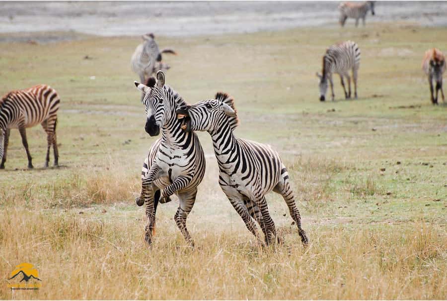 3-Day Wildlife Wonder! Lake Manyara & Ngorongoro. - The 4x4 setup and small-group advantage
