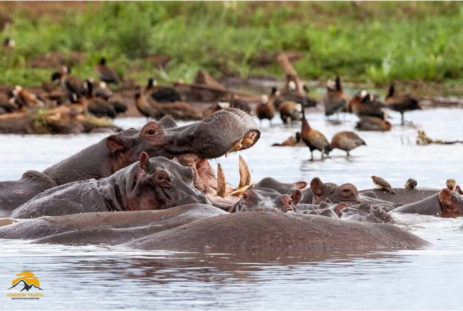 3-Day Wildlife Wonder! Lake Manyara & Ngorongoro. - What the $799 price really covers