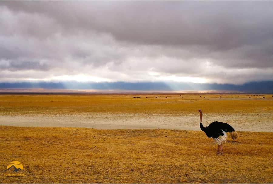 3-Day Wildlife Wonder! Lake Manyara & Ngorongoro. - Practical preparation for two long safari days