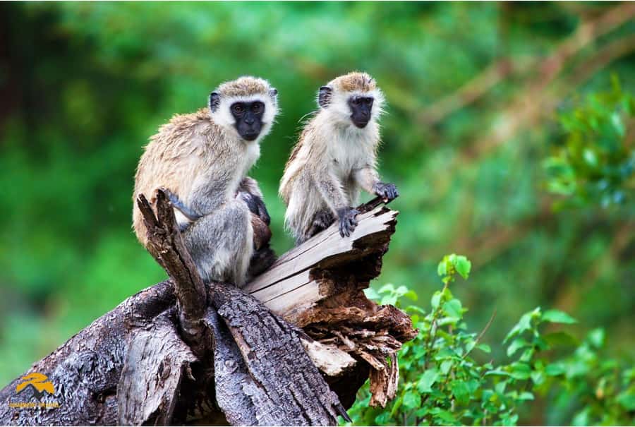 3-Day Wildlife Wonder! Lake Manyara & Ngorongoro. - Who will get the most from this safari