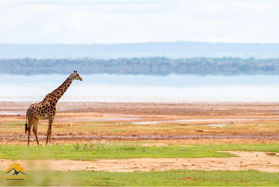 3-Day Wildlife Wonder! Lake Manyara & Ngorongoro. - Should you book the Lake Manyara and Ngorongoro safari?