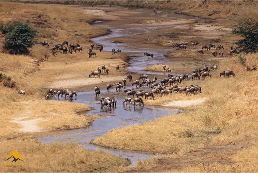 3-Day Wildlife Wonder! Lake Manyara & Ngorongoro. - Day 1 in Arusha: a soft start before the safari