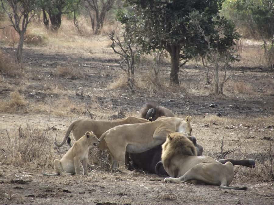 3 Days 2 Nights Amazing Masai Tour & Mikumi National Park - Why this three-day trip works