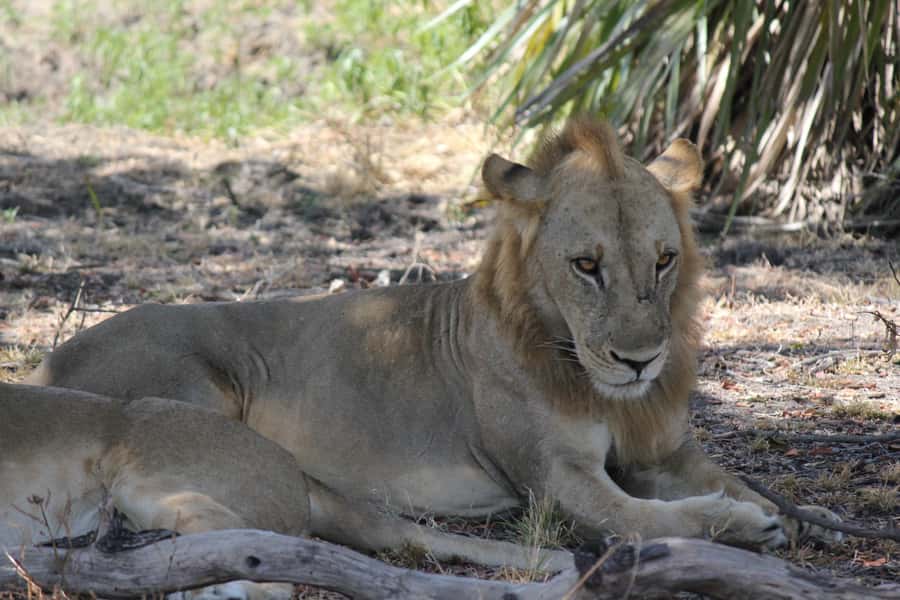 3 Days 2 Nights Amazing Masai Tour & Mikumi National Park - Day 2: A full game drive through Mikumi National Park