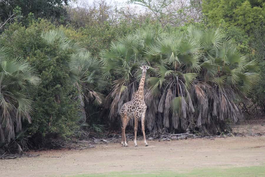 3 Days 2 Nights Amazing Masai Tour & Mikumi National Park - Day 3: Returning to Dar es Salaam