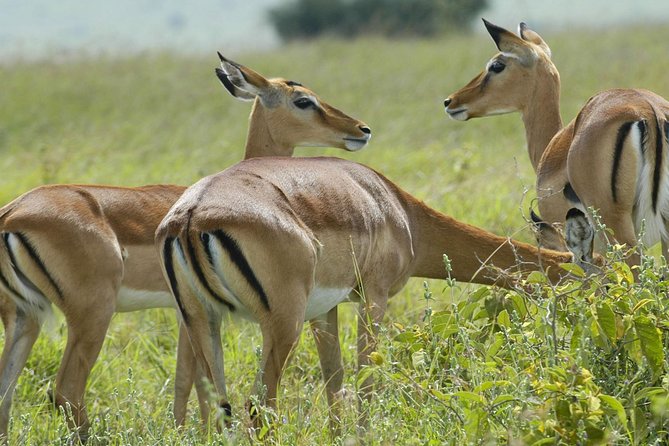 3 Days 2 Nights Group Joining Serengeti and Ngorogoro Safari - Key things to know before booking