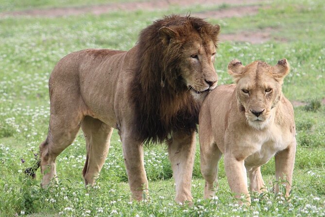 3 Days 2 Nights Group Joining Serengeti and Ngorogoro Safari - What the $900 safari really includes