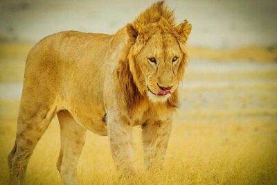 3 Days 2 Nights Group Joining Serengeti and Ngorogoro Safari
