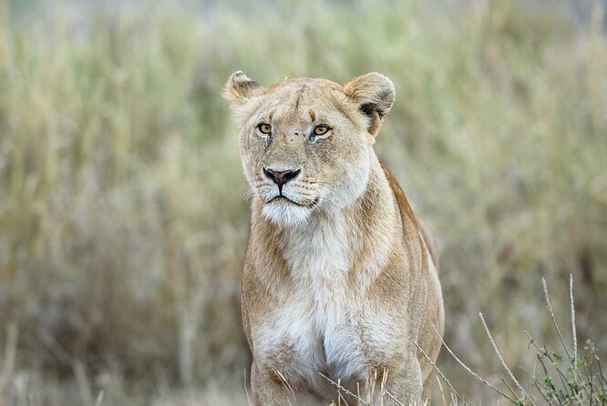 3 Days 2 Nights Group Joining Serengeti and Ngorogoro Safari - Meals, water, and the rhythm of the days
