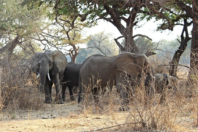 3 Days 2 Nights Group Joining Serengeti and Ngorogoro Safari - Who will enjoy this safari most
