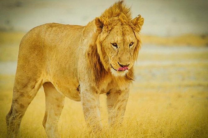 3 Days 2 Nights Group Joining Serengeti and Ngorogoro Safari - Leaving Arusha at 6:00 am