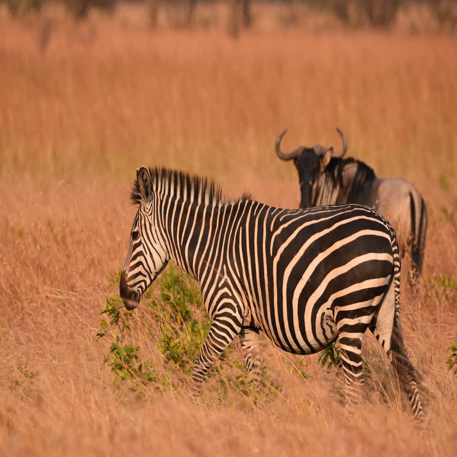 3 Days / 2 Nights Mikumi Safari by SGR Train from Zanzibar - Key points about this Zanzibar to Mikumi safari