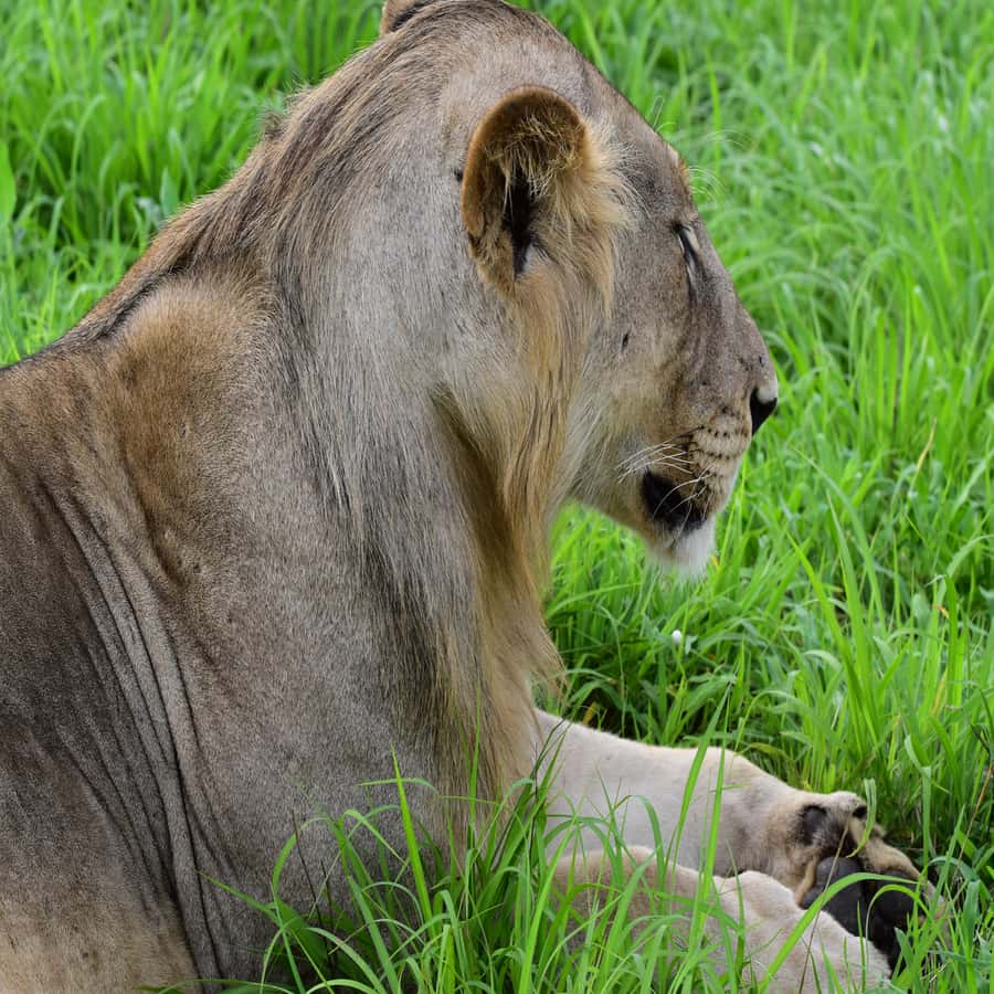 3 Days / 2 Nights Mikumi Safari by SGR Train from Zanzibar - Why Mikumi works well from Zanzibar