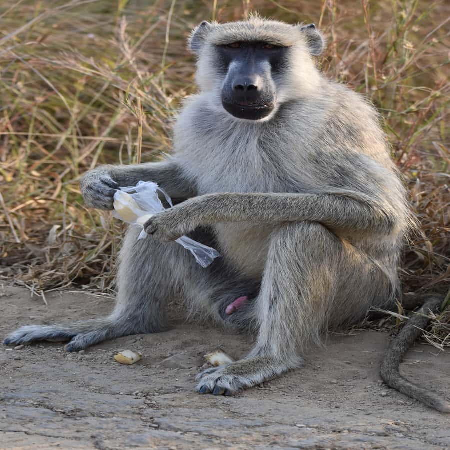 3 Days / 2 Nights Mikumi Safari by SGR Train from Zanzibar - Day 2: A full day among Mikumi’s wildlife
