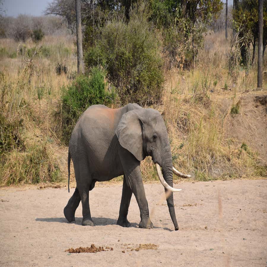 3 Days / 2 Nights Mikumi Safari by SGR Train from Zanzibar - Who should book this three-day safari?