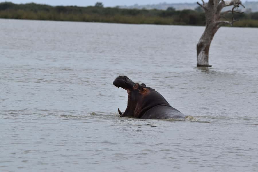 3 Days / 2 Nights Mikumi Safari by SGR Train from Zanzibar - Final verdict: book it for access, not for extra safari days