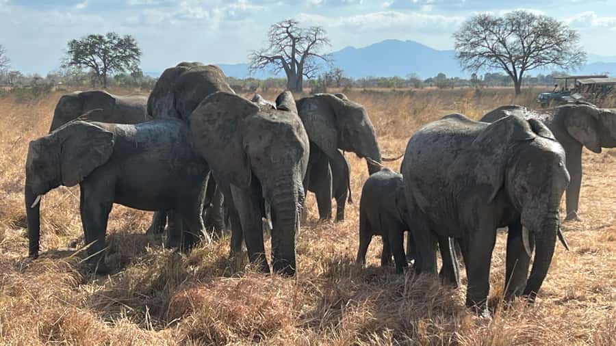 3 DAYS, 2 NIGHTS SAFARI FROM ZANZIBAR TO MIKUMI BY FERRY. - Who Should Book This Mikumi Safari?