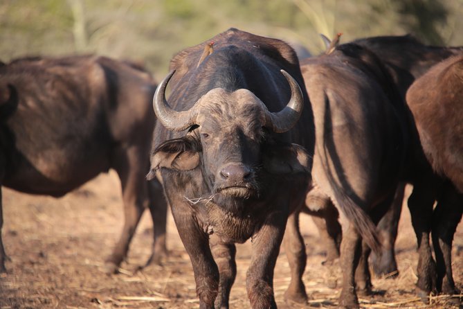 3-Days 2-nights Tanzania Private Budget Camping Safari - Leaving Arusha for the Serengeti
