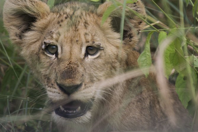 3-Days 2-nights Tanzania Private Budget Camping Safari - What private travel changes
