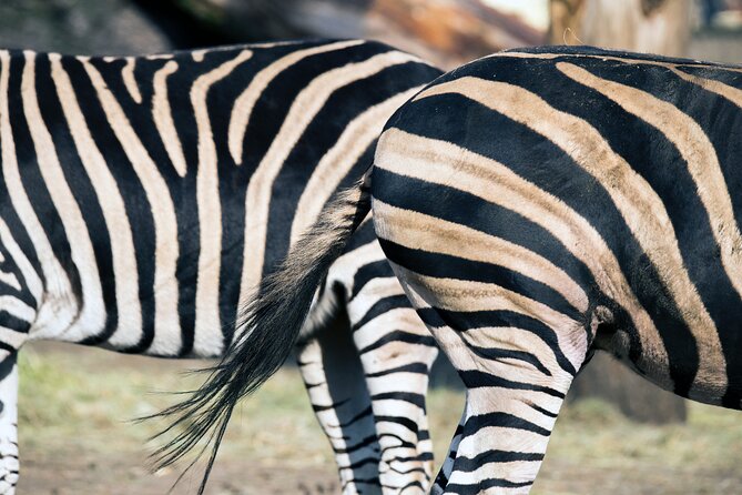 3-Days 2-nights Tanzania Private Budget Camping Safari - The unclear eight-hour duration