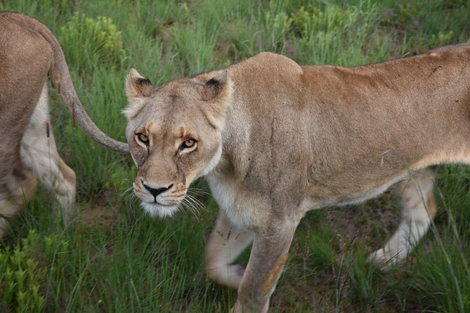 3-Days 2-nights Tanzania Private Budget Camping Safari - What is included, and what is not