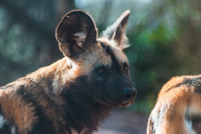 3-Days 2-nights Tanzania Private Budget Camping Safari - Who will enjoy this safari most