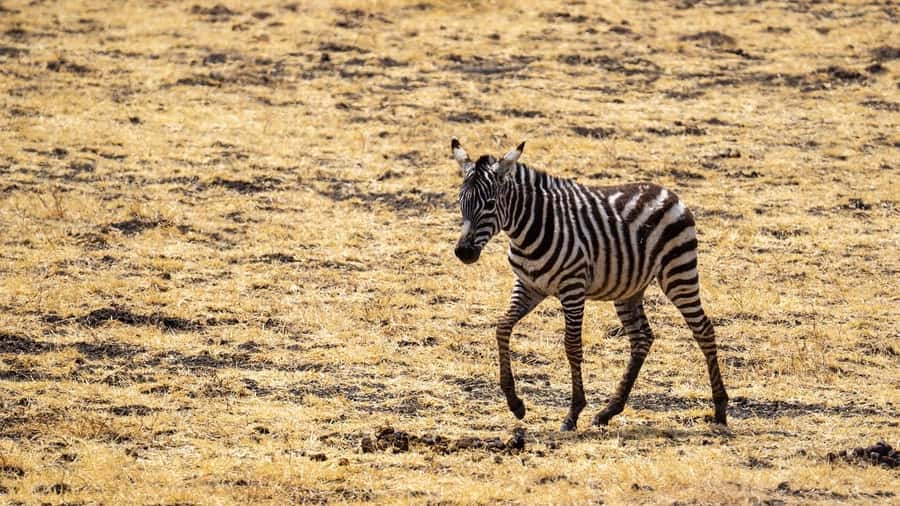 3-days 2-nights to Mikumi Park from Zanzibar & Massai visit - Key points to know before booking