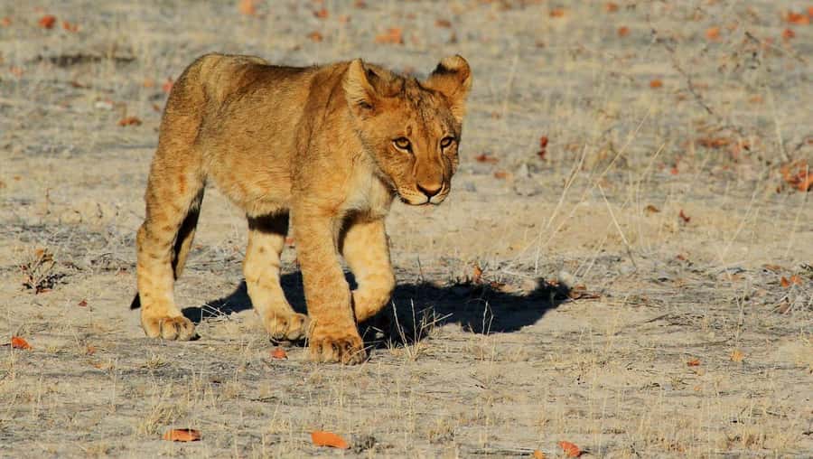 3-days 2-nights to Mikumi Park from Zanzibar & Massai visit - Day 2: A full day inside Mikumi National Park