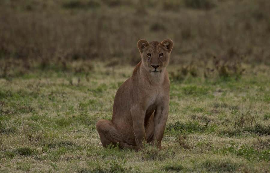 3-days 2-nights to Mikumi Park from Zanzibar & Massai visit - Day 1: From Zanzibar at 5:15 a.m. to the Maasai village