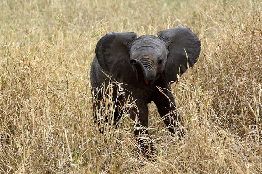 3-days adventure from Dar-es-Salaam to Mikumi National Park - Why Mikumi works from Dar es Salaam