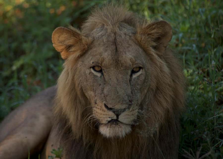 3-days adventure from Dar-es-Salaam to Mikumi National Park - Day 2: A full day among Mikumi’s animals