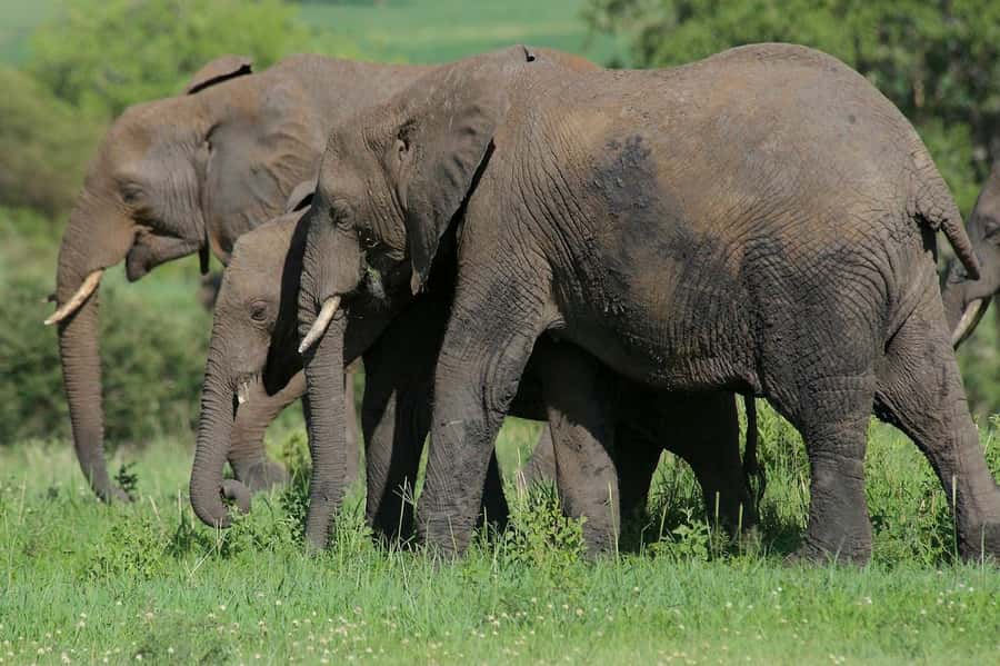 3-days adventure from Dar-es-Salaam to Mikumi National Park - The long drive is part of the bargain