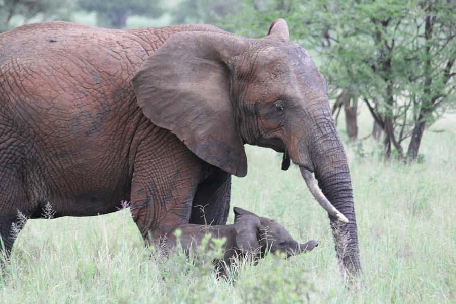 3-days adventure from Dar-es-Salaam to Mikumi National Park - Useful preparation before you leave