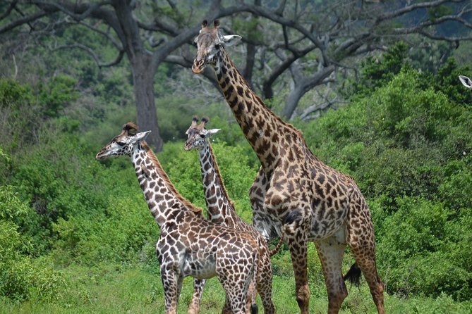 3 Days All Inclusive Zanzibar to Tarangire Ngorongoro - Key points to know before booking
