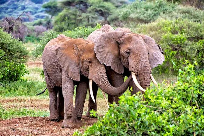 3 Days All Inclusive Zanzibar to Tarangire Ngorongoro - What the Zanzibar to Arusha connection means