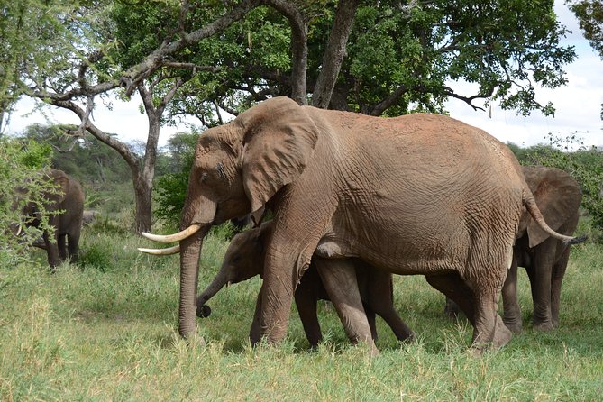 3 Days All Inclusive Zanzibar to Tarangire Ngorongoro - The organization and guide experience