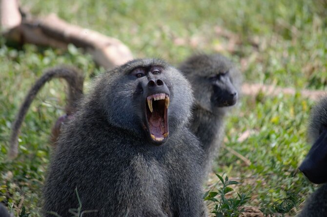 3 Days All Inclusive Zanzibar to Tarangire Ngorongoro - Who should choose this three-day safari?
