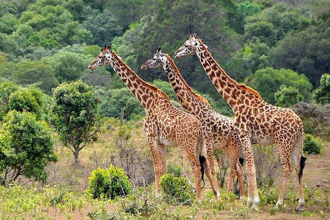 3 Days All Inclusive Zanzibar to Tarangire Ngorongoro - Day 2: Descending into Ngorongoro Crater