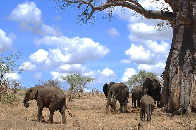 3 Days Amzing Safari in Tarangire and Nngorongoro - What this Tarangire and Ngorongoro safari actually includes