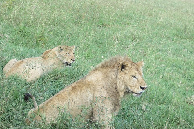 3 Days Amzing Safari in Tarangire and Nngorongoro - Day two: descending into Ngorongoro Crater