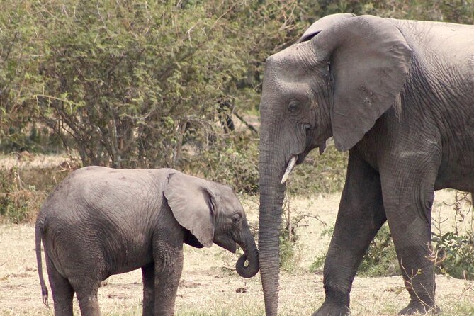 3 Days Amzing Safari in Tarangire and Nngorongoro - The guides and vehicle can shape the whole safari