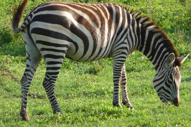3 Days Amzing Safari in Tarangire and Nngorongoro - Food, accommodation, and the value of $708.34