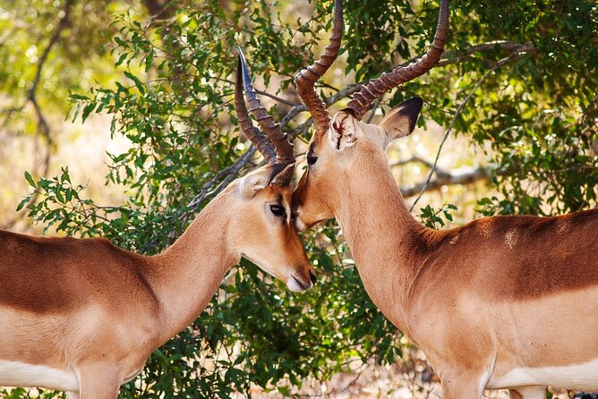 3 Days Amzing Safari in Tarangire and Nngorongoro - Who will enjoy this safari most