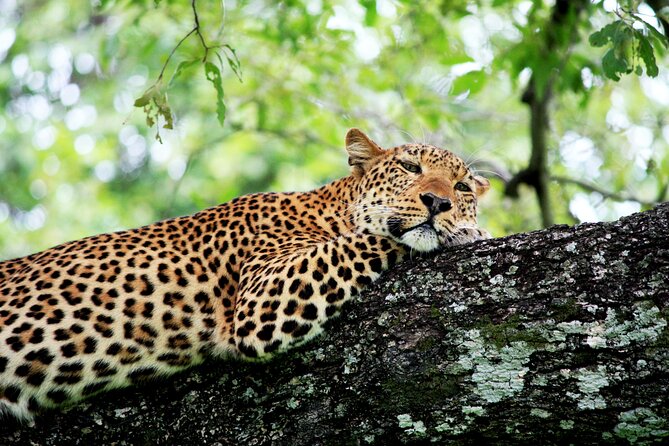 3 Days Amzing Safari in Tarangire and Nngorongoro - Should you book this Tarangire and Ngorongoro safari?