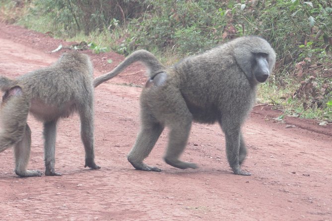 3 Days Amzing Safari in Tarangire and Nngorongoro - Day one: elephants, baobabs, and dry-country wildlife in Tarangire