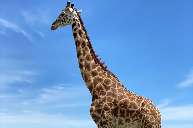 3-Days Arusha National Park-Tarangire park - Ngorongoro Crater - Three parks, three very different safari moods